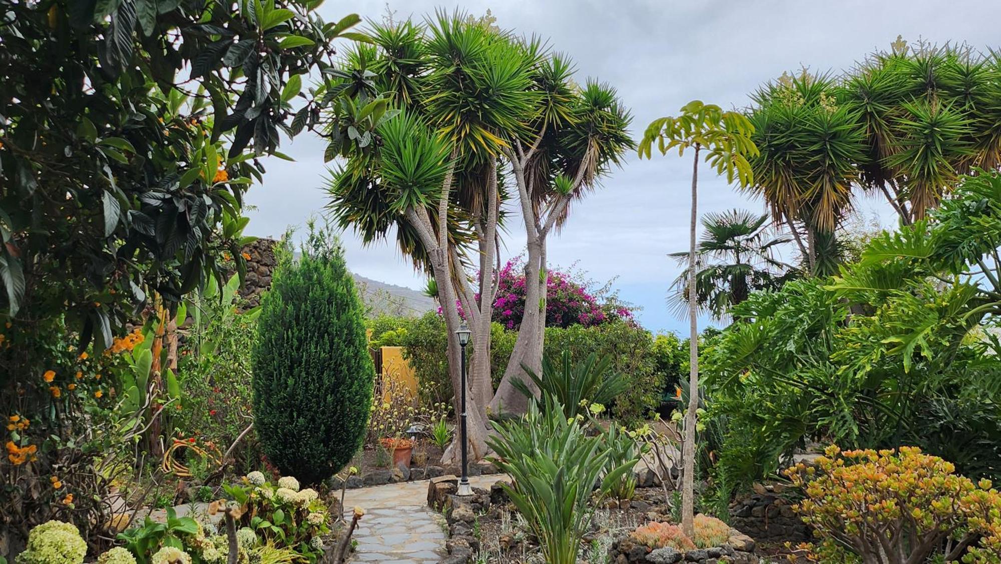 Oasis Hill Botanical Garden Vila Icod De Los Vinos Exterior foto