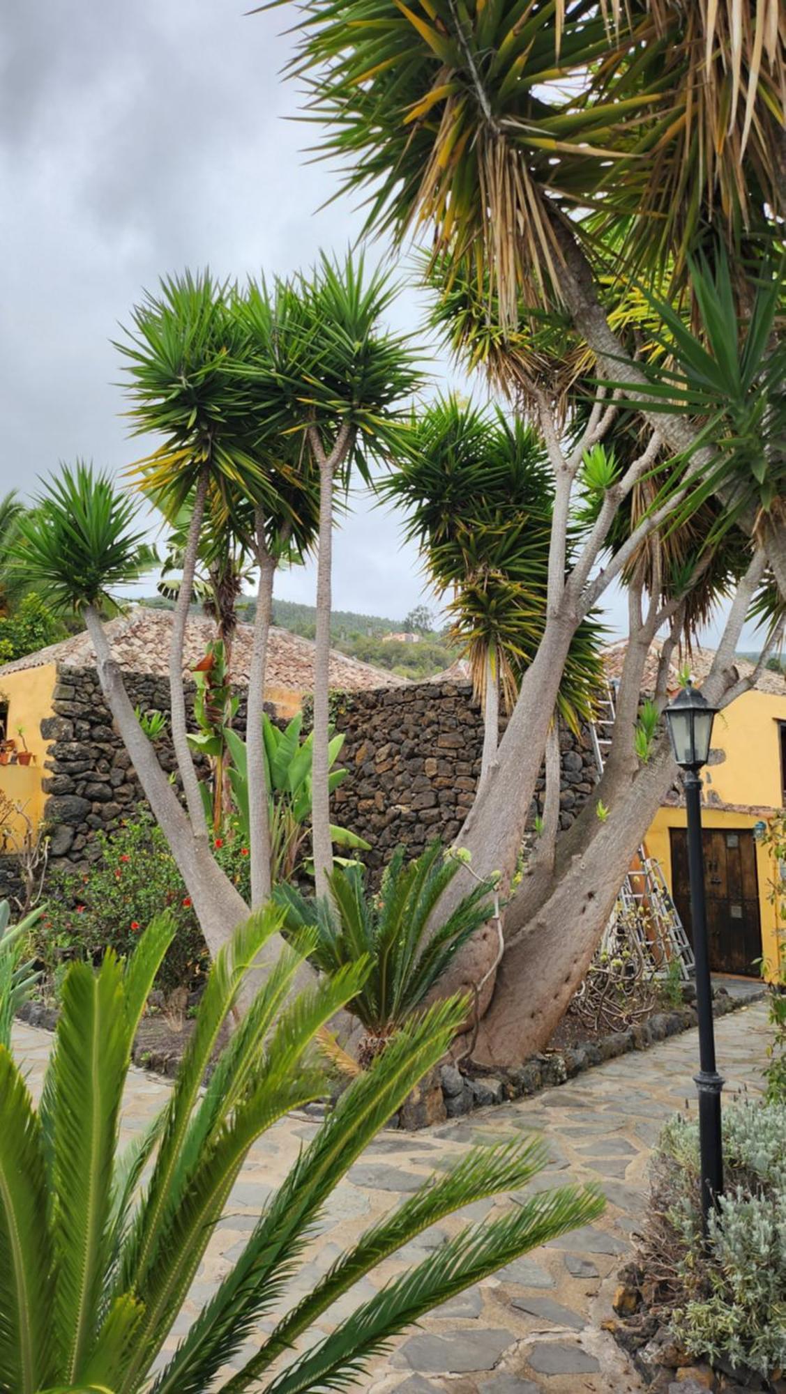Oasis Hill Botanical Garden Vila Icod De Los Vinos Exterior foto