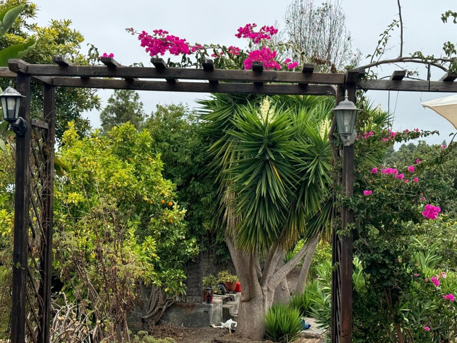 Oasis Hill Botanical Garden Vila Icod De Los Vinos Exterior foto